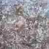 Granite Brown Speckled